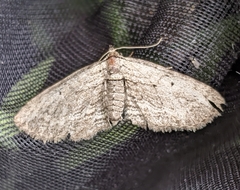 Eupithecia behrensata