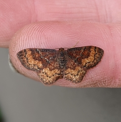 Leptostales rubromarginaria