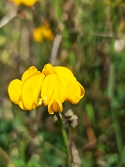 Hippocrepis scabra