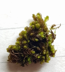Nardia scalaris
