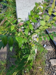 Ailanthus altissima