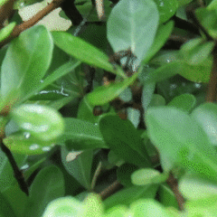 Synanthedon richardsi