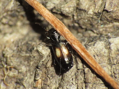 Microlestes corticalis