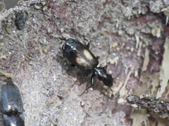 Microlestes corticalis