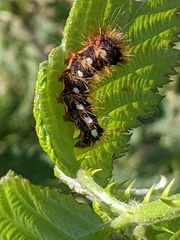 Acronicta rumicis