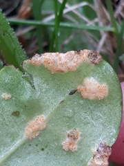 Puccinia dioicae silvatica