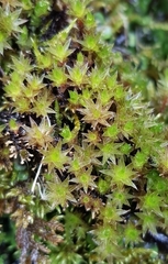 Ptychostomum pseudotriquetrum