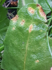 Puccinia dioicae silvatica