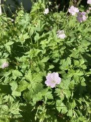 Geranium versicolor