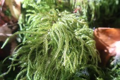 Thamnobryum alopecurum