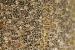 Pseudoschismatomma rufescens