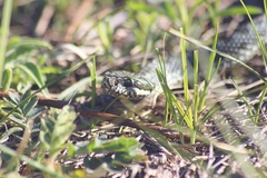 Vipera altaica