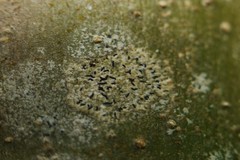 Alyxoria culmigena