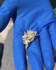 Doryteuthis opalescens