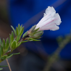Lobostemon hottentoticus