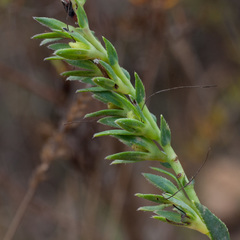 Lobostemon hottentoticus