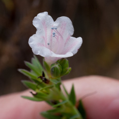 Lobostemon hottentoticus