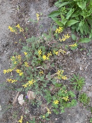 Corydalis aurea aurea
