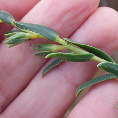 Lobostemon hottentoticus