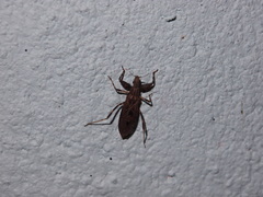 Oncocephalus annulipes