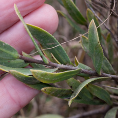 Lobostemon hottentoticus