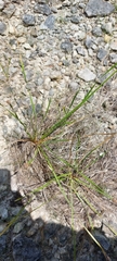 Eleocharis bifida