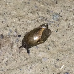 Oxyloma retusum