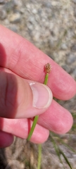 Eleocharis bifida