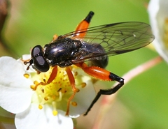 Chalcosyrphus vecors