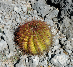 Melocactus macracanthos