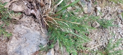 Eleocharis bifida