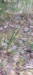 Eleocharis bifida