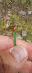 Eleocharis bifida
