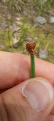 Eleocharis bifida