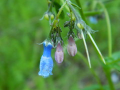 Mertensia paniculata borealis