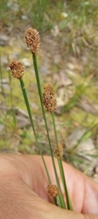 Eleocharis bifida