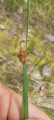 Eleocharis bifida