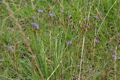 Sisyrinchium platense