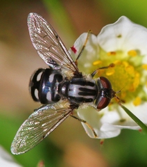 Parhelophilus porcus