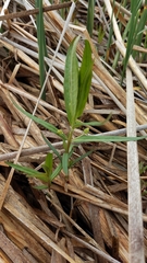 Lysimachia thyrsiflora