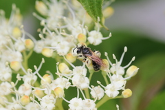 Gonandrena