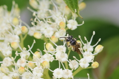Gonandrena