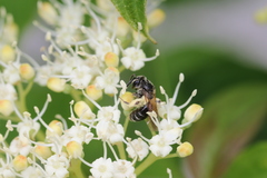 Gonandrena