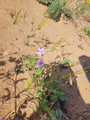 Erodium hoefftianum