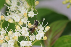 Gonandrena