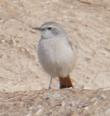 Oenanthe chrysopygia