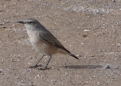 Oenanthe chrysopygia