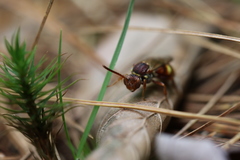 Nomada imbricata