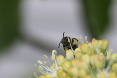 Andrena fragilis