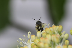 Andrena fragilis